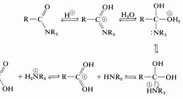 Image result for Product of Amide Hydrolysis