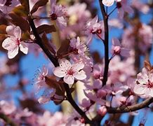 Image result for Prunus Cerasifera