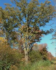 Image result for Quercus Bicolor Swamp White Oak