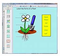 Image result for First Grade Plant Life Cycle