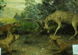 Image result for Museum Zoologi Bogor