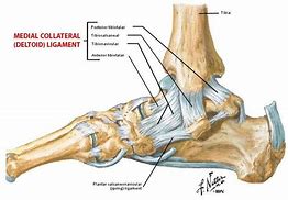 Image result for Deltoid Ligament Ankle