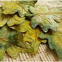 Image result for Leaf Art Projects for Kids