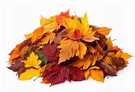 Image result for Pile of Autumn Leaves