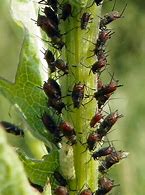 Image result for Aphids Drawing