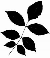 Image result for Tree Leaves Silhouette