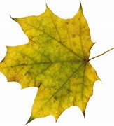 Image result for Maple Leaf Close Up