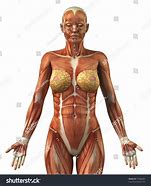 Image result for Human Body No Skin