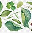 Image result for Leaf Transparent Decal