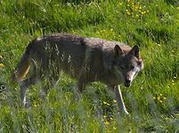 Image result for Wolf Kid Art