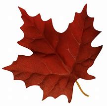 Image result for Canadian Maple Leaf Art