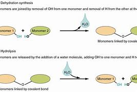 Image result for Dehydration Synthesis of 6 Monomers Joining