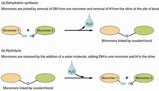 Image result for Dehydration Synthesis and Hydrolysis Process