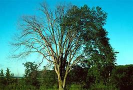 Image result for Cedar Elm Tree Texas