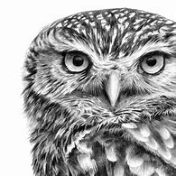 Image result for Cute Owl Art Prints