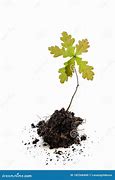 Image result for Oak Tree Sprout