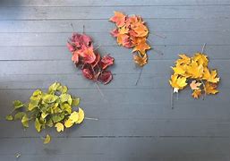 Image result for Fallen Leaf Art