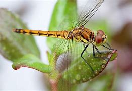 Image result for Images of Dragonflies