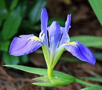 Image result for Lis Flower