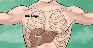 Image result for Rib Cage Associated to Liver