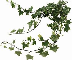 Image result for Climbing Ivy PNG