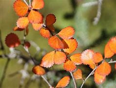 Image result for Silver Birch Tree Near LU4 0DZ