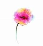 Image result for Pink Poppy Flower Art