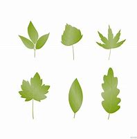 Image result for Leaves Vector Free