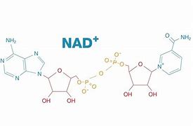 Image result for Nad+ Sturcture