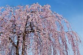 Image result for Chinese Weeping Cherry Tree