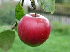 Image result for Apple Parts Printable