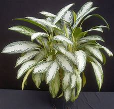 Image result for Chinese Evergreen Leaves Sketch