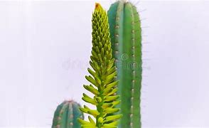 Image result for Black and White Cactus Print