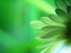 Image result for Flower Background Drawing Ideas Easy