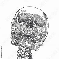 Image result for Skull Cut Out Side View