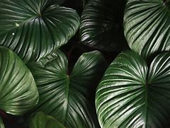 Image result for Plant Leaf