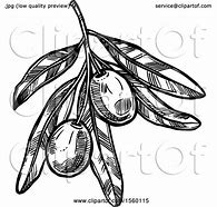 Image result for Olive Branch Clip Art Black and White