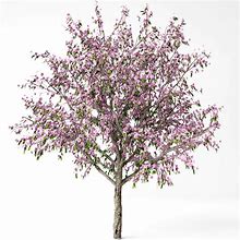 Image result for Blooming Peach Tree