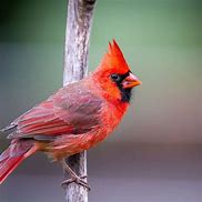 Image result for Bird On a Branch Bokeh Background