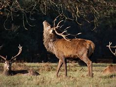 Image result for Resin Stag Head