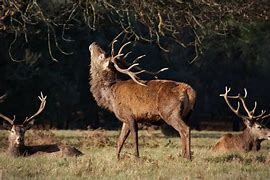 Image result for Stag Head Illustration