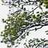 Image result for Large Tree with Branches