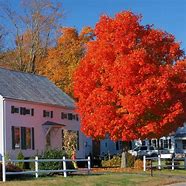 Image result for Orange Maple Tree Leaves