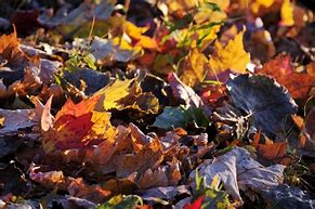 Image result for Pile of Leaves Coloring Page