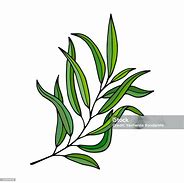 Image result for Willow Tree Branch Illustration