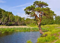 Image result for Pine Tree Landscape