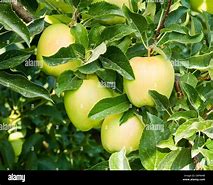 Image result for Golden Delicious Apple Orchard