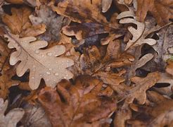 Image result for Inside Color of a Brown Oak Tree