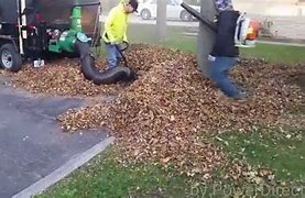 Image result for Leaf Cleaning