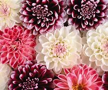 Image result for Floral Design Wallpaper HD